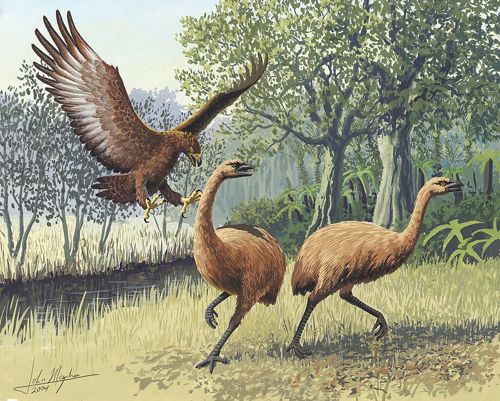Giant Haast’s eagle attacking New Zealand Moa
