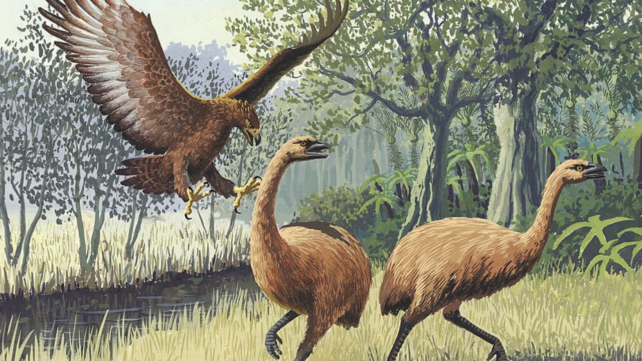 Haast’s Eagle (Harpagornis moorei)
